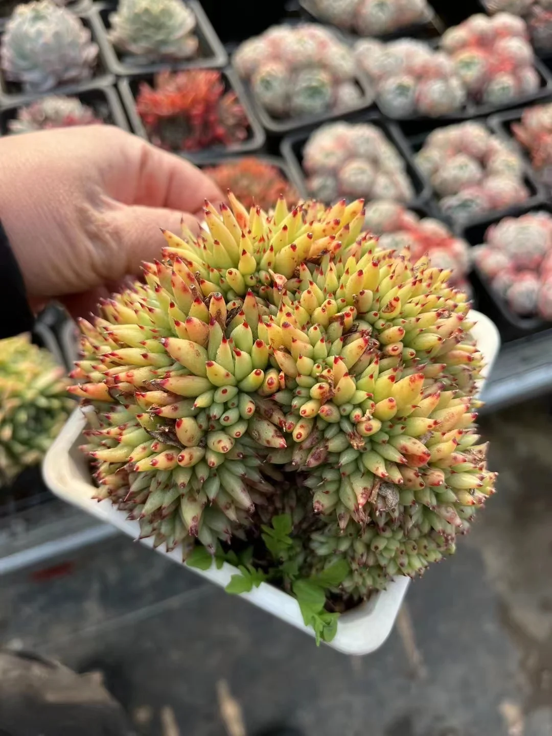 plant Aeonium Echeveria Haworthia  Caudex  Lithops Cactus  Agave 