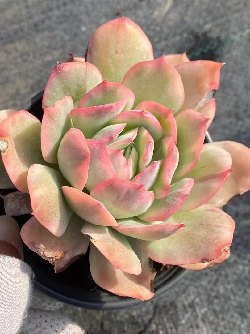 plant Aeonium Echeveria Haworthia  Caudex  Lithops Cactus  Agave 