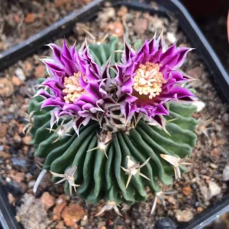 685.   Stenocactus multicostatus (Hildm.) A. Berger ex A.W. Hill single head has roots  / Cactus plants  / Succulent plants / Garden landscape / Carefully select healthy plants