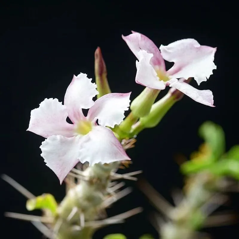 929.Pachypodium saundersii height 6-8cm/Caudex/ Succulent plants / Garden landscape / Carefully select healthy plants