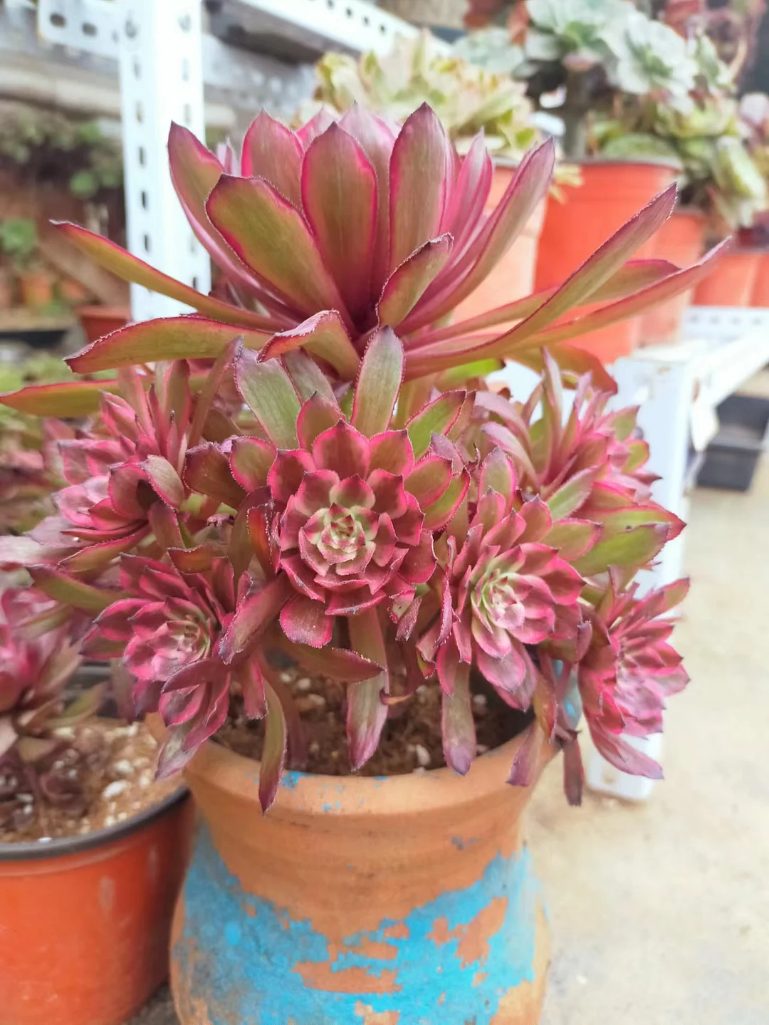 79.  Zixia  Fairy   cluster 12-15cm 12 heads / Aeonium / Succulent plants / Garden landscape / Carefully select healthy plants