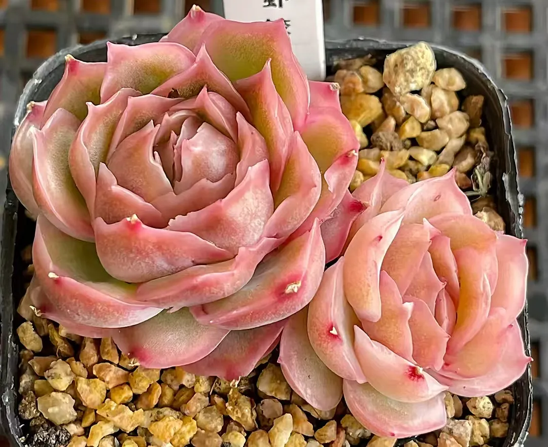 plant Aeonium Echeveria Haworthia  Caudex  Lithops Cactus  Agave 
