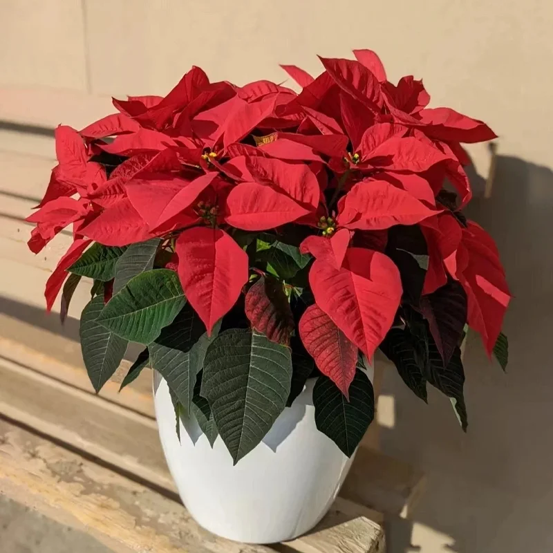 🎄Christmas atmosphere✨Poinsettia