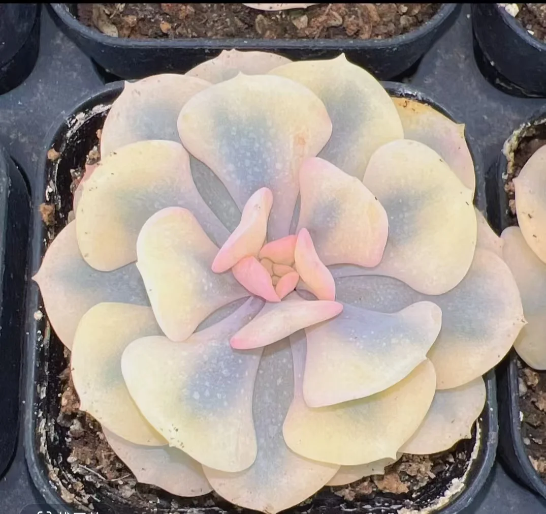 plant Aeonium Echeveria Haworthia  Caudex  Lithops Cactus  Agave 