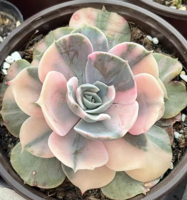 plant Aeonium Echeveria Haworthia  Caudex  Lithops Cactus  Agave 