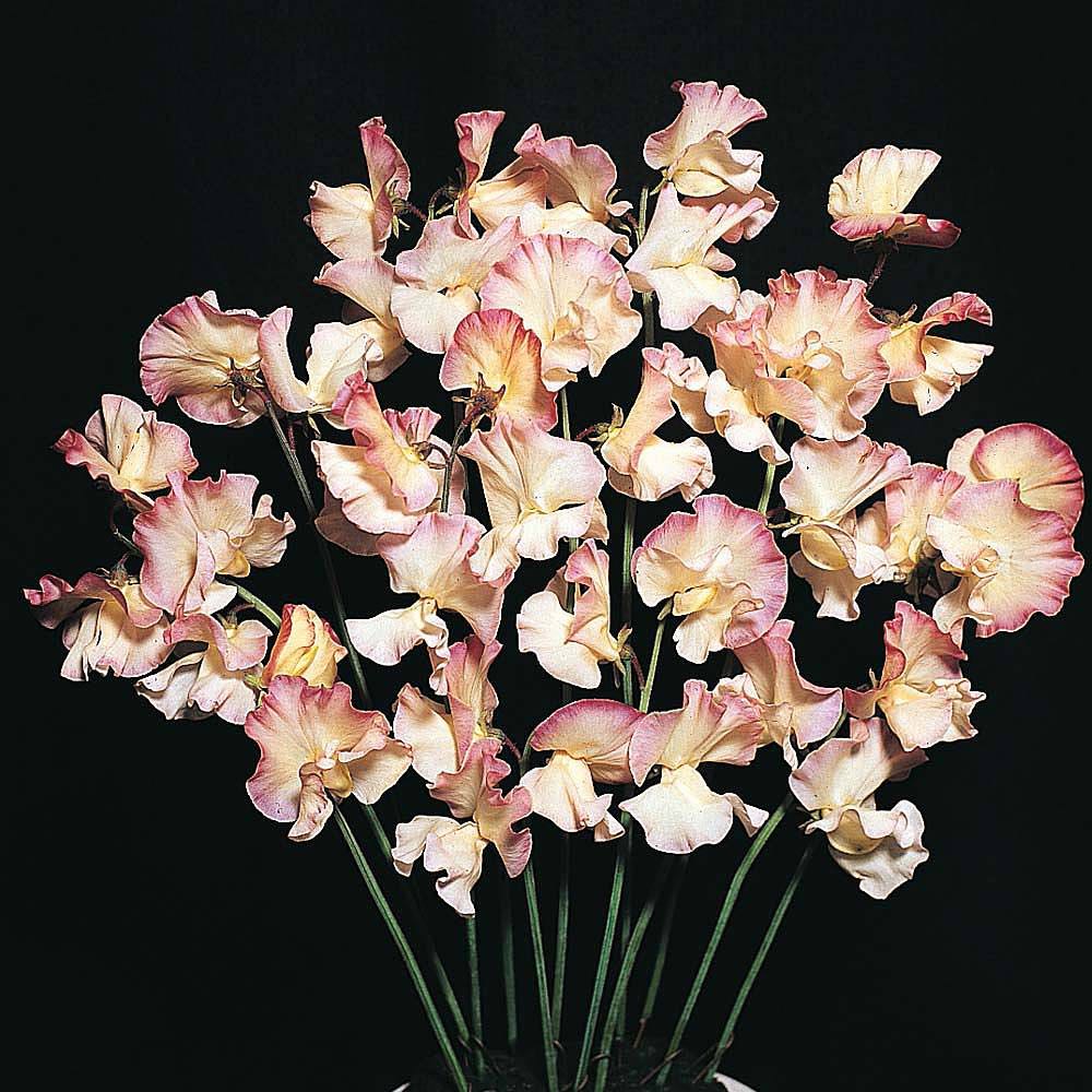 Mollie Rile&shy;stone Sweet Pea Seeds