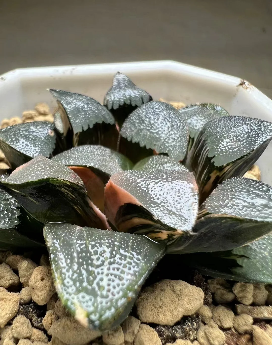 plant Aeonium Echeveria Haworthia  Caudex  Lithops Cactus  Agave 