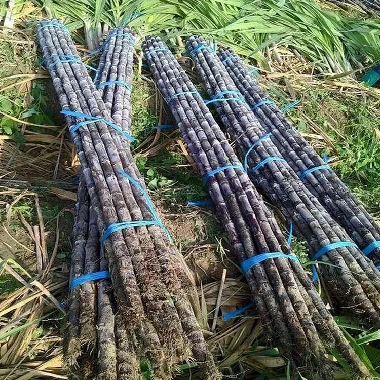 🌱 Grow Your Own Sugarcane – High Germination Seeds ✨ for Easy Home Gardens 🌿