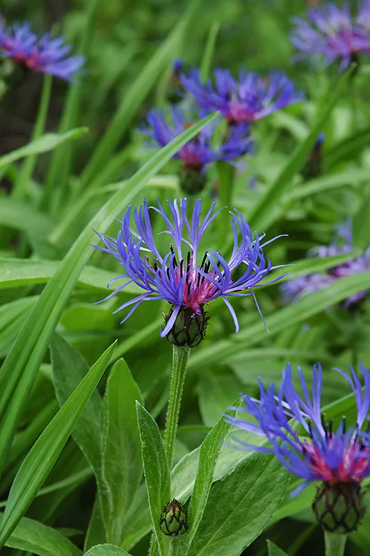 Centaurea montana- Bachelor Buttons