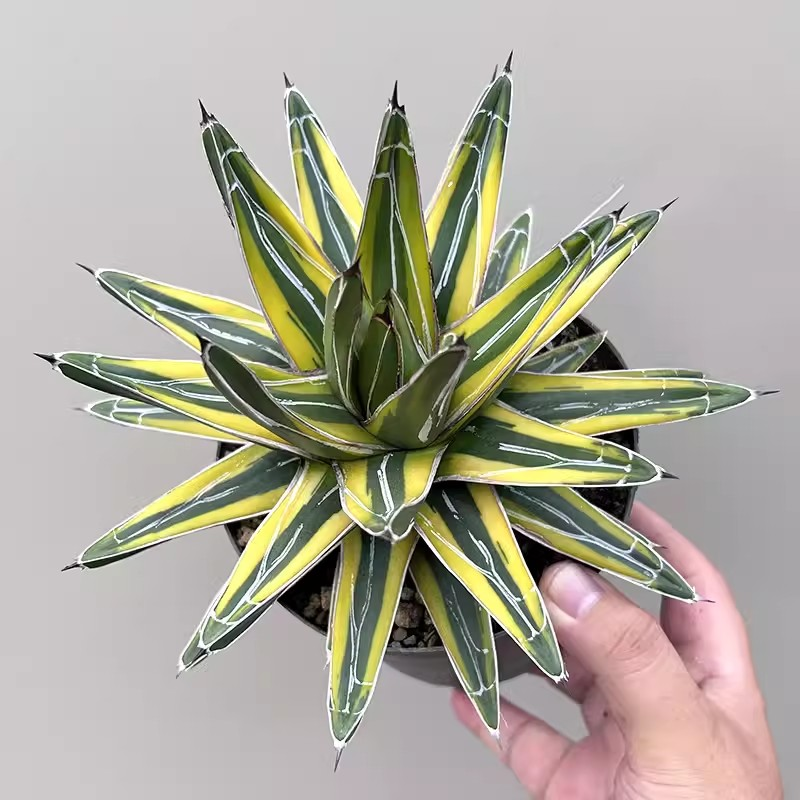 zwyw37.agave victoriae reginae mediopicta 17cm/Agave plants / Succulent plants / Garden landscape / Carefully select healthy plants