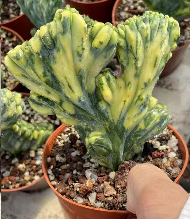 280.Myrtillocactus geometrizans f. cristata var. 10-12cm has roots/Cactus plants / Garden landscape / Carefully select healthy plants