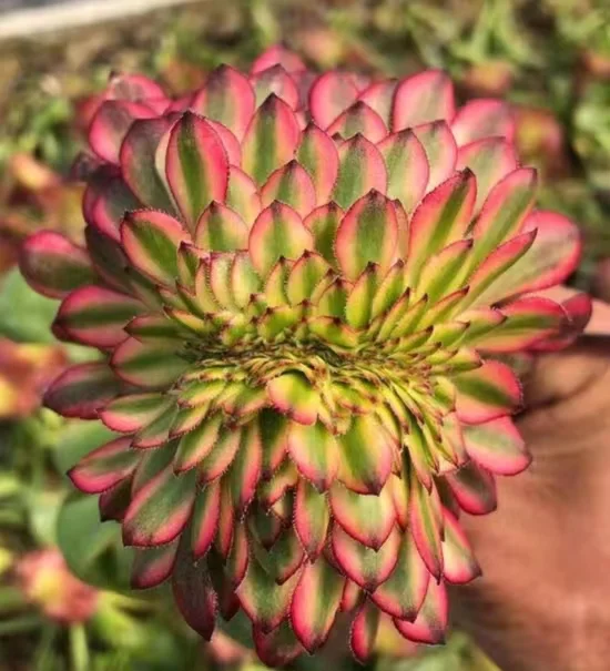 190. Aeonium Garnet variation( Red copper pot yellow brocade ) crested  cutting 6cm/ Aeonium cutting/ Succulent plants /  Garden landscape / Carefully select healthy plants