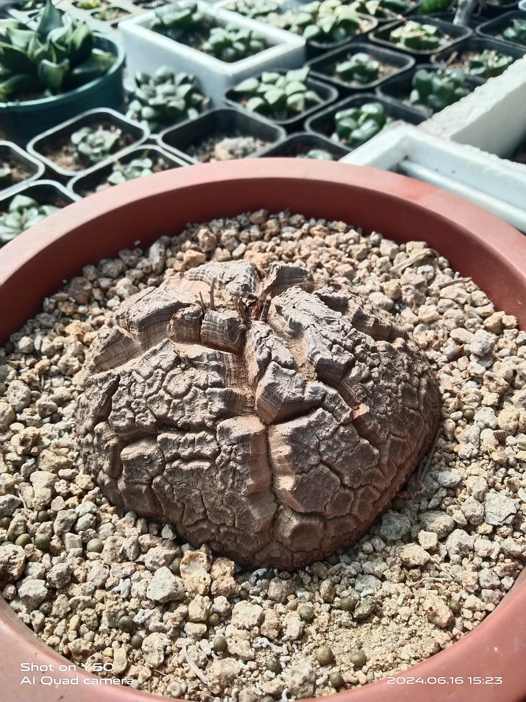onestock nf01. Dioscorea elephan / caudex plants / Succulent plants / Garden landscape / Carefully select healthy plants