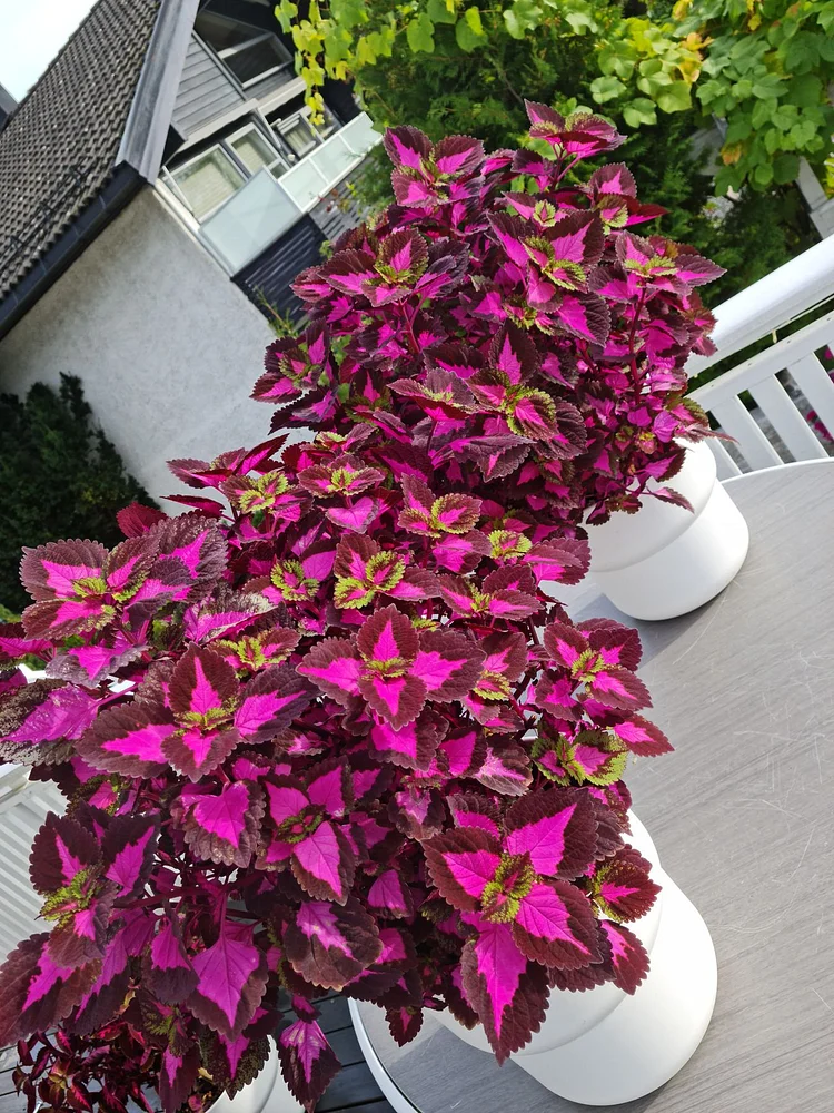 Coleus ‘China Rose’