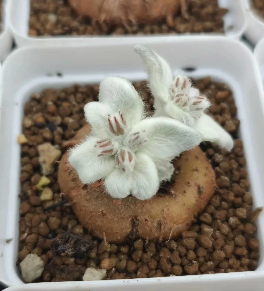 plant Aeonium Echeveria Haworthia  Caudex  Lithops Cactus  Agave 