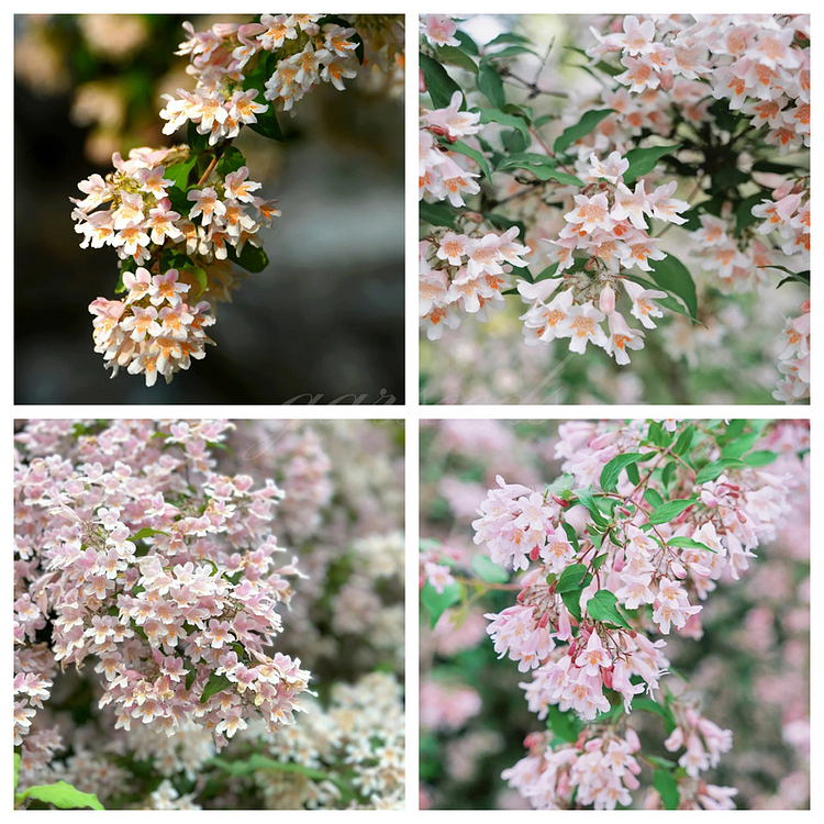 🌸Hedgehog Flower Seeds✨Kolkwitzia amabilis Seeds