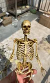 1/6 scale (approximately 12 inches) movable human skeleton model