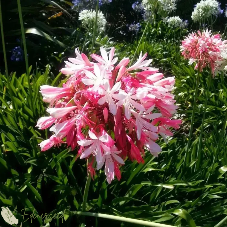 🔥🔥Agapanthus africanus [Enjoy 💥50% off, come by and grab it!]