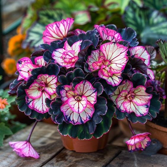 Lilac Whisper Begonia Jonyparkseed®