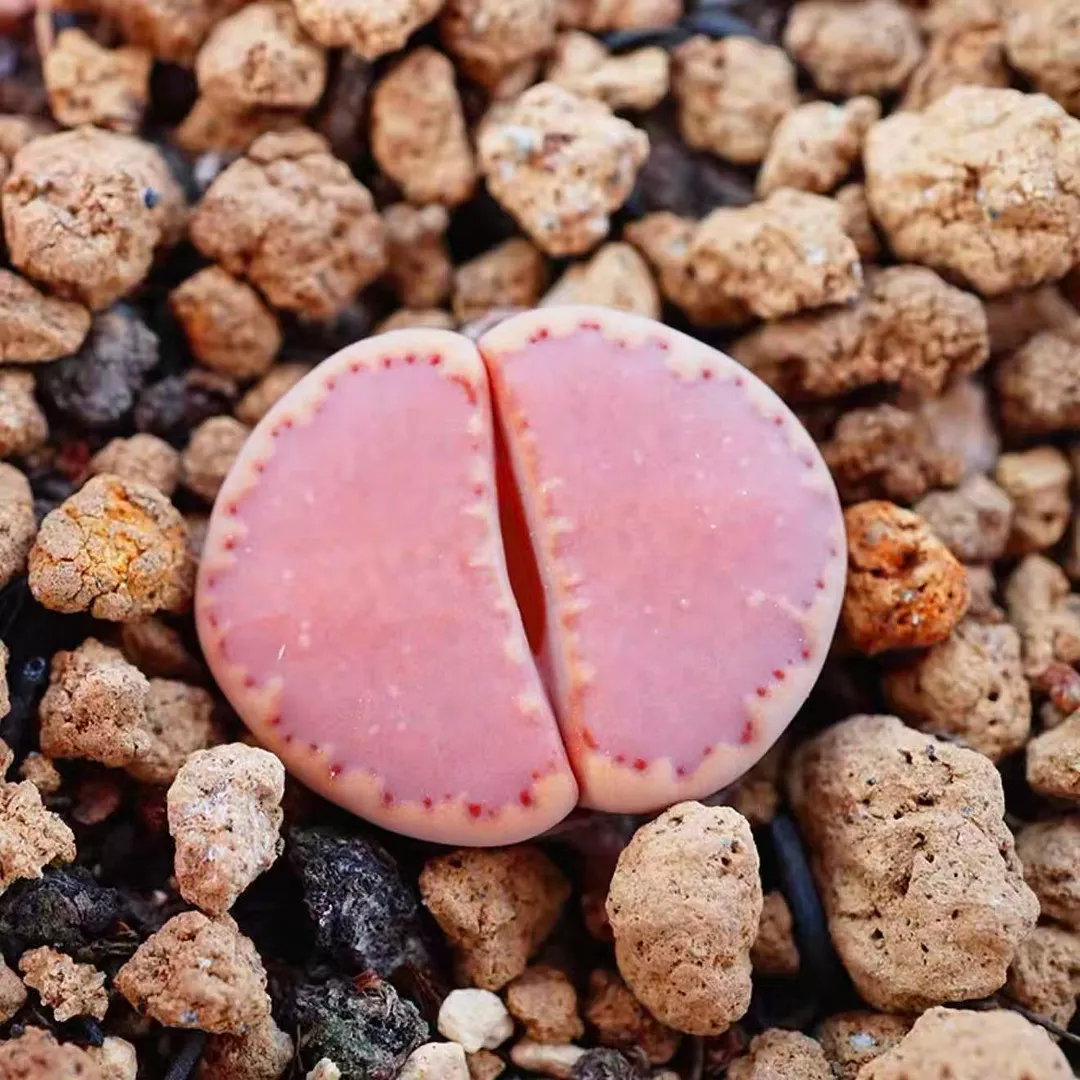 plant Aeonium Echeveria Haworthia  Caudex  Lithops Cactus  Agave 
