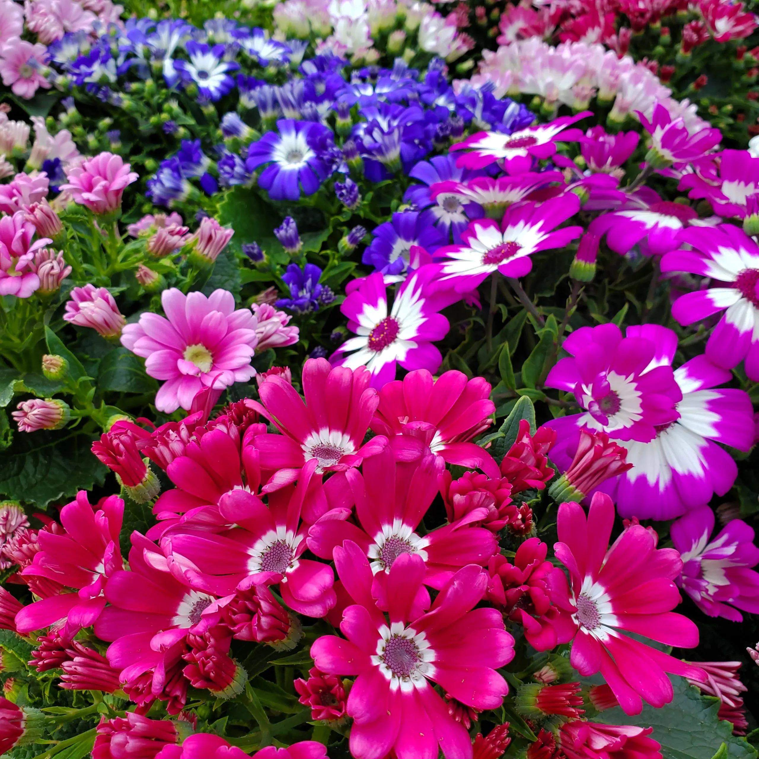 Cineraria Mix Flower Seeds-Over 10 Colors