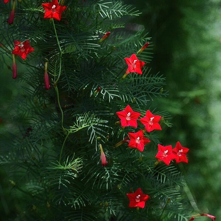 Morning Glory Seeds - Cypress Vine Red