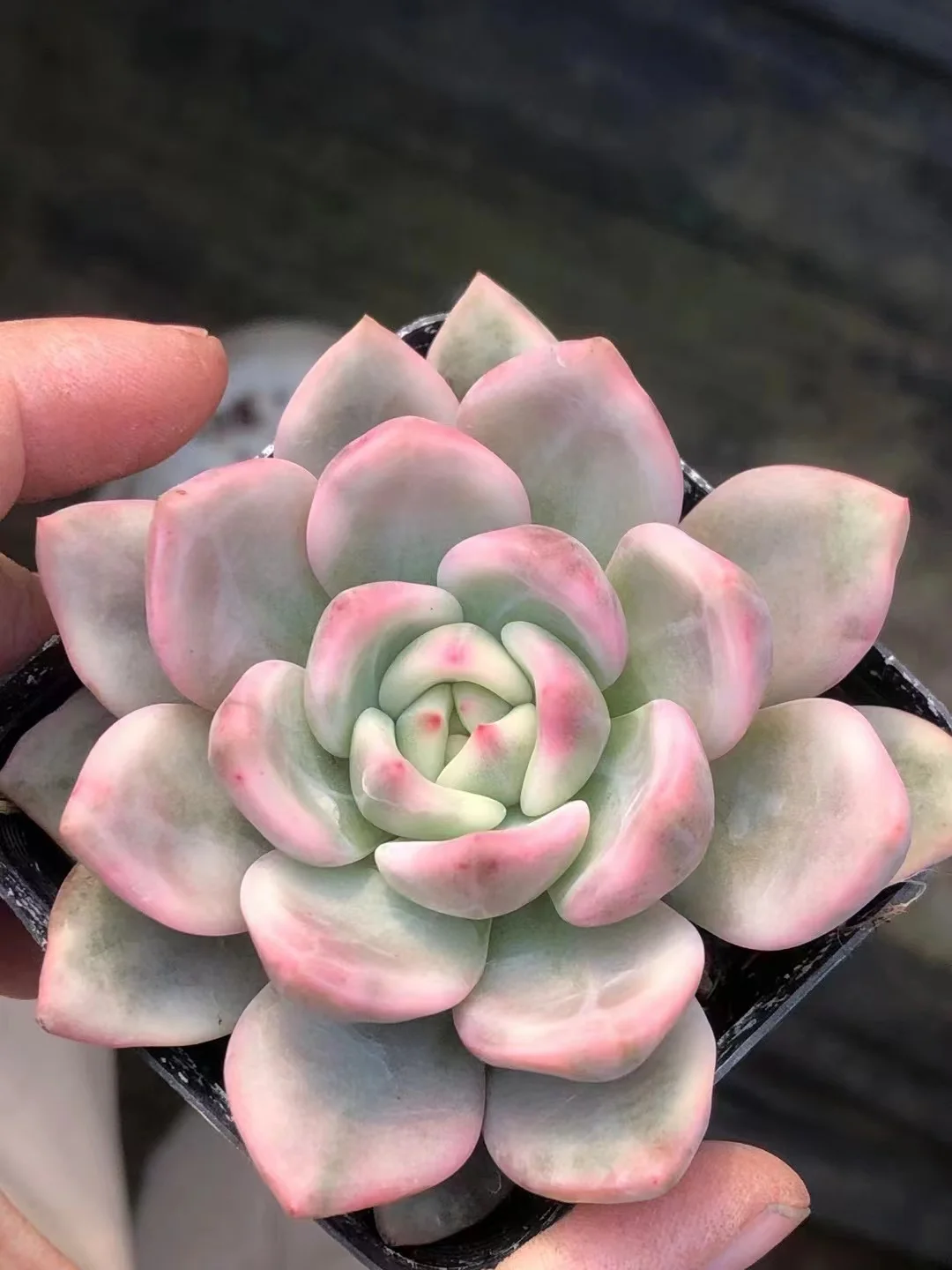 plant Aeonium Echeveria Haworthia  Caudex  Lithops Cactus  Agave 