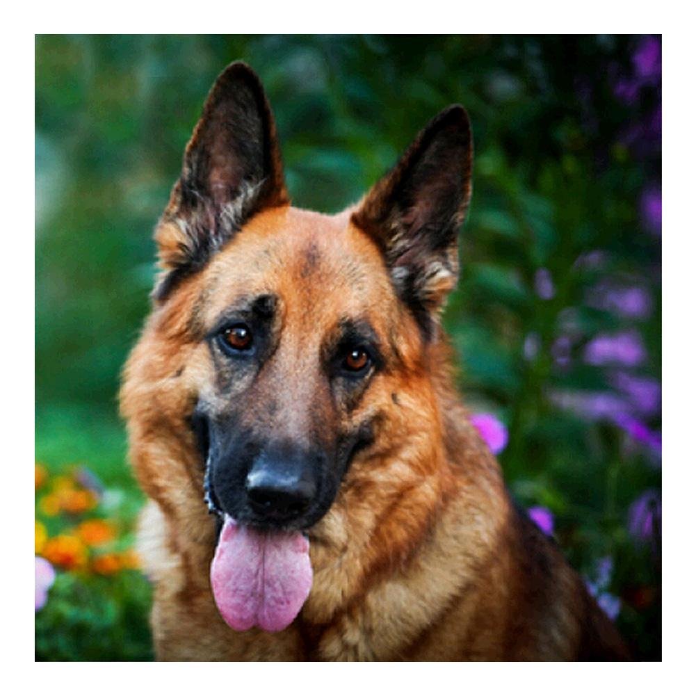 Full Round Diamond Painting German Shepherd (30*30cm)