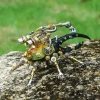 3D Mechanical Mutation Insect Model DIY Handmade Ornaments Insect Model Set