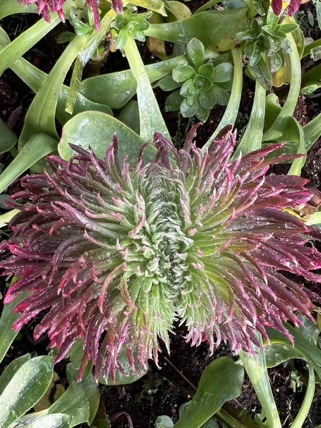 406. Chrysanthemum crested  cutting 6cm /Aeonium crested/ Aeonium plants / Garden landscape / Carefully select healthy plants