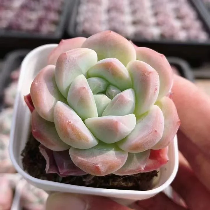 plant Aeonium Echeveria Haworthia  Caudex  Lithops Cactus  Agave 