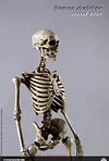 COOMODEL NOBS011 THE HUMAN SKELETON DIECAST ALLOY 1/6 Model