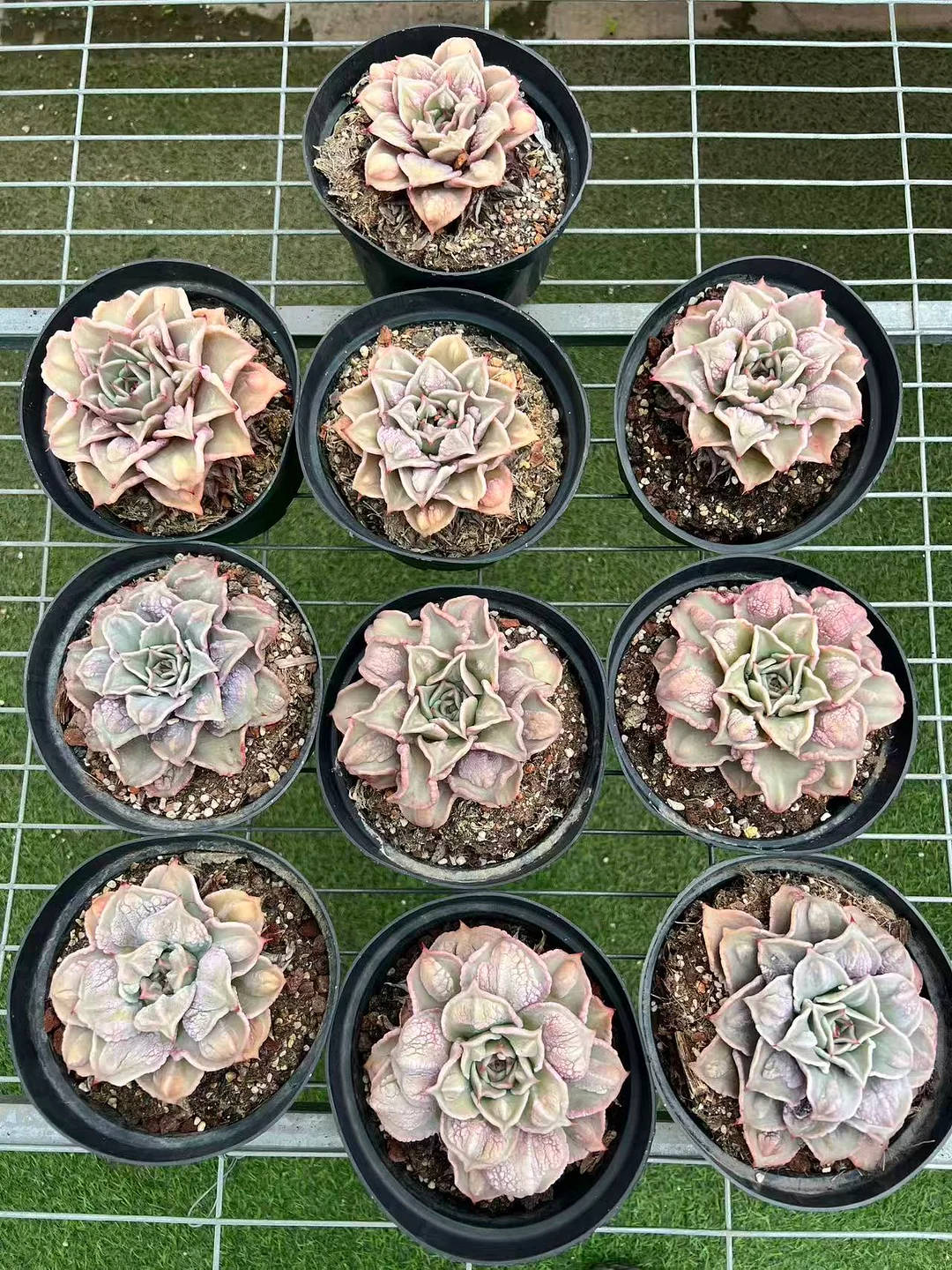 plant Aeonium Echeveria Haworthia  Caudex  Lithops Cactus  Agave 