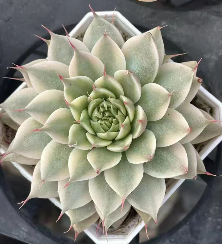 plant Aeonium Echeveria Haworthia  Caudex  Lithops Cactus  Agave 