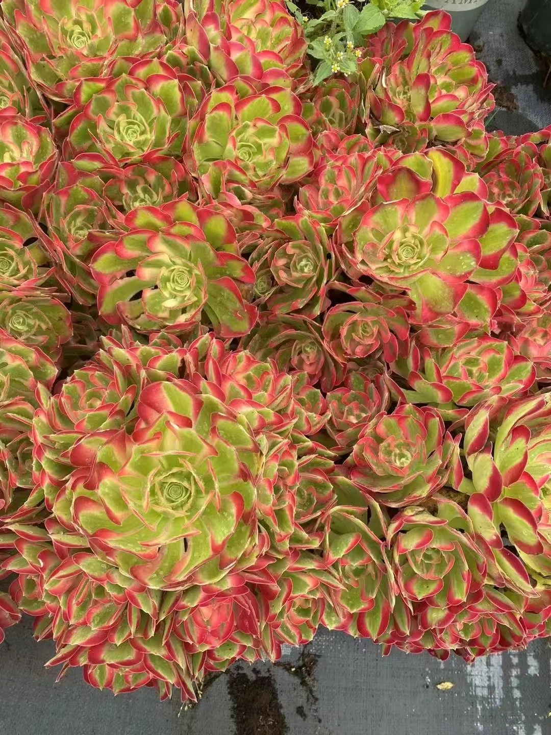 plant Aeonium Echeveria Haworthia  Caudex  Lithops Cactus  Agave 