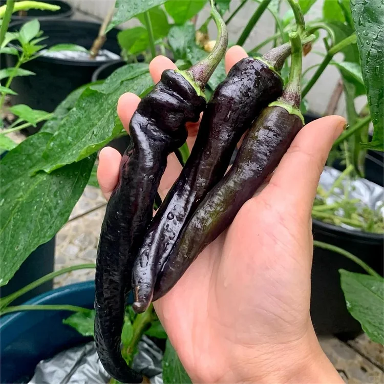 Purple Chili Pepper
