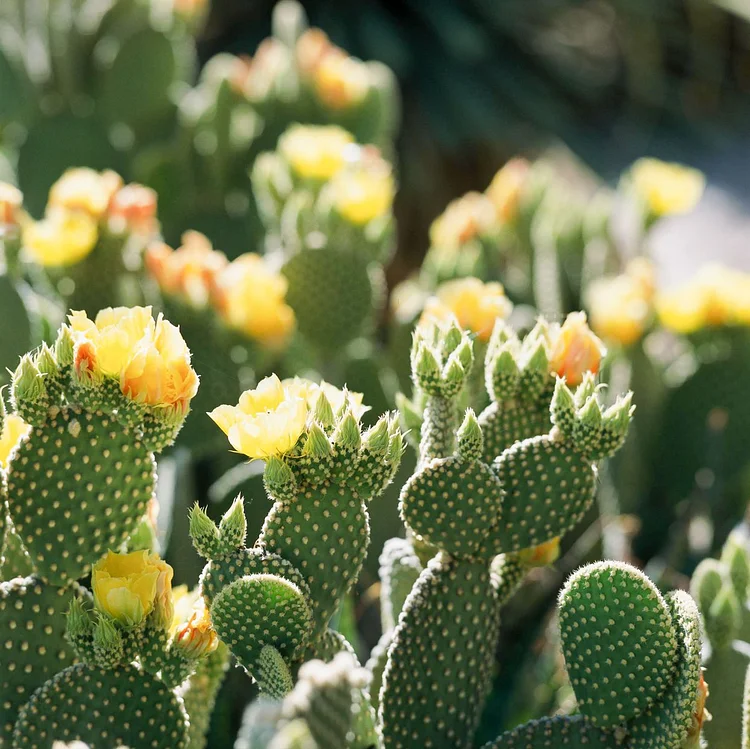 Exploring the Beauty of Desert Plants: Popular Cactus Seeds
