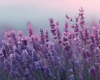 Lavender - Diamond Painting
