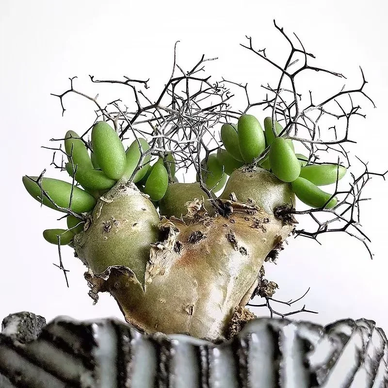 plant Aeonium Echeveria Haworthia  Caudex  Lithops Cactus  Agave 