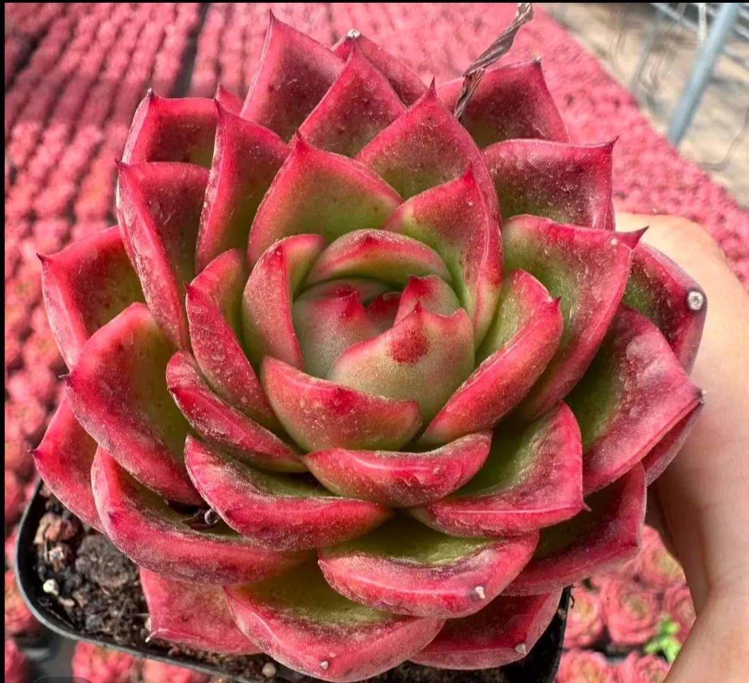 plant Aeonium Echeveria Haworthia  Caudex  Lithops Cactus  Agave 