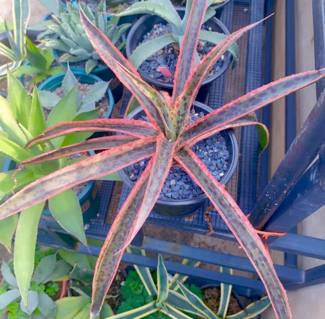 plant Aeonium Echeveria Haworthia  Caudex  Lithops Cactus  Agave 