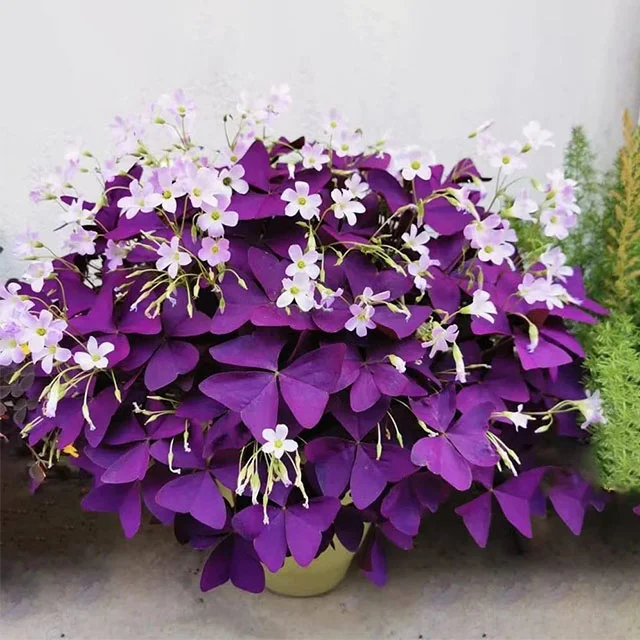 10PCS Oxalis Triangularis Purple Shamrock Good Luck Plant