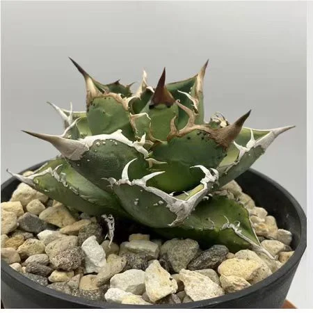 bdld10.Agave  Titanota  Totoro6cm/Agave plants / Succulent plants / Garden landscape / Carefully select healthy plants
