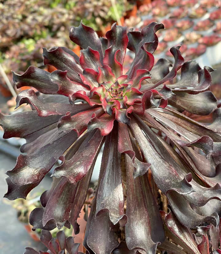 317.  Snow girl  single head and cutting / Aeonium /Succulent plants / Garden landscape / Carefully select healthy plants