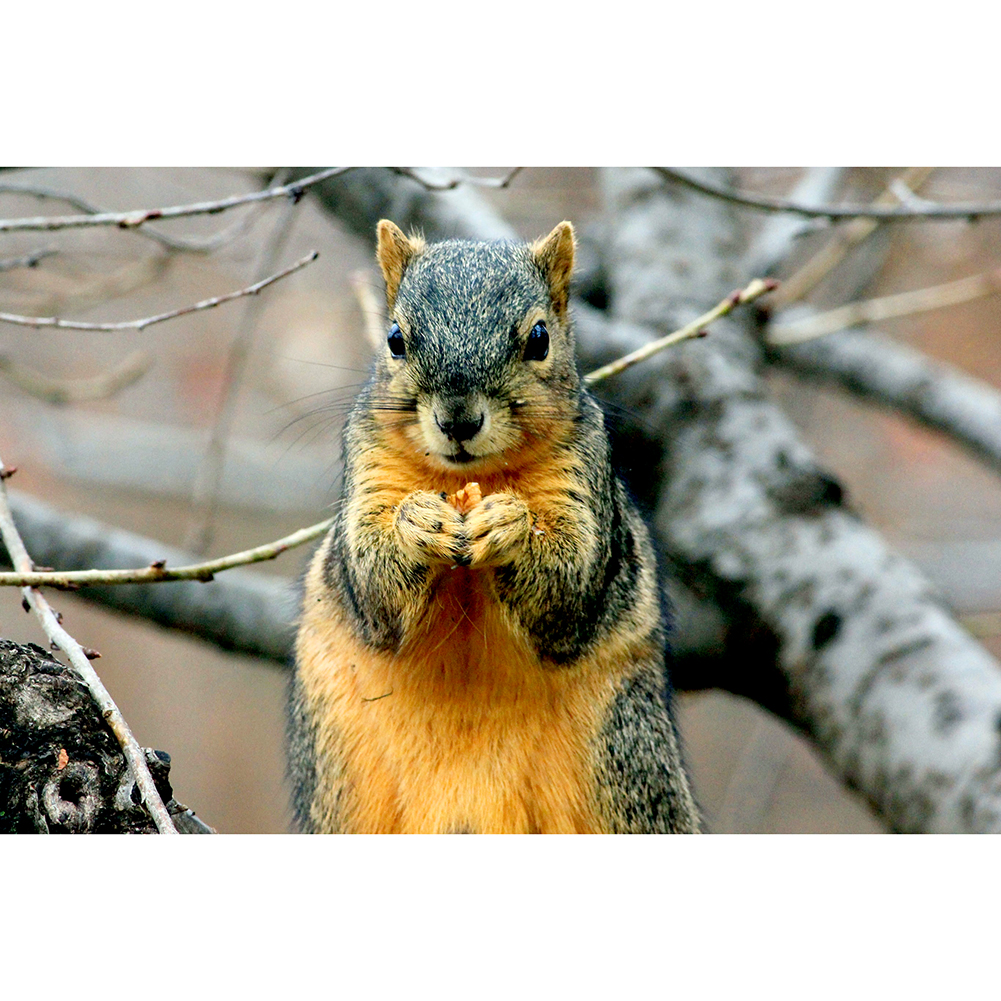 

Squirrel on Branch - 1000 Pieces Jigsaw Puzzle, 501 Original
