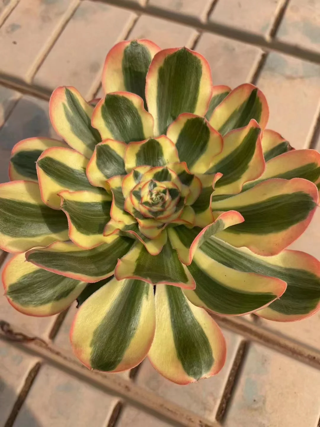 225. Poseidon  single head and cutting / Aeonium / Succulent plants / Garden landscape / Carefully select healthy plants