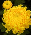 500 Pcs Double Cosmos Perennial Flower Bonsai Chrysanthemum Plant Garden balcony ornamental plants Easy To Grow