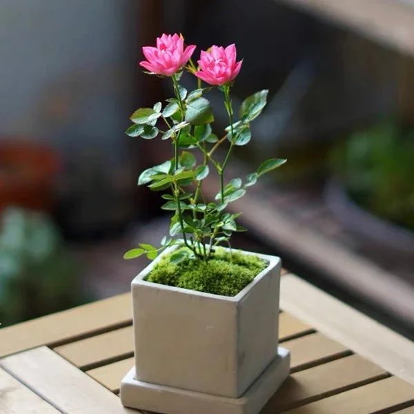 white potted plant Beth Essentials Ball Plant Pot - Matt White - Quality Plant Pots |  Hortology main image 1