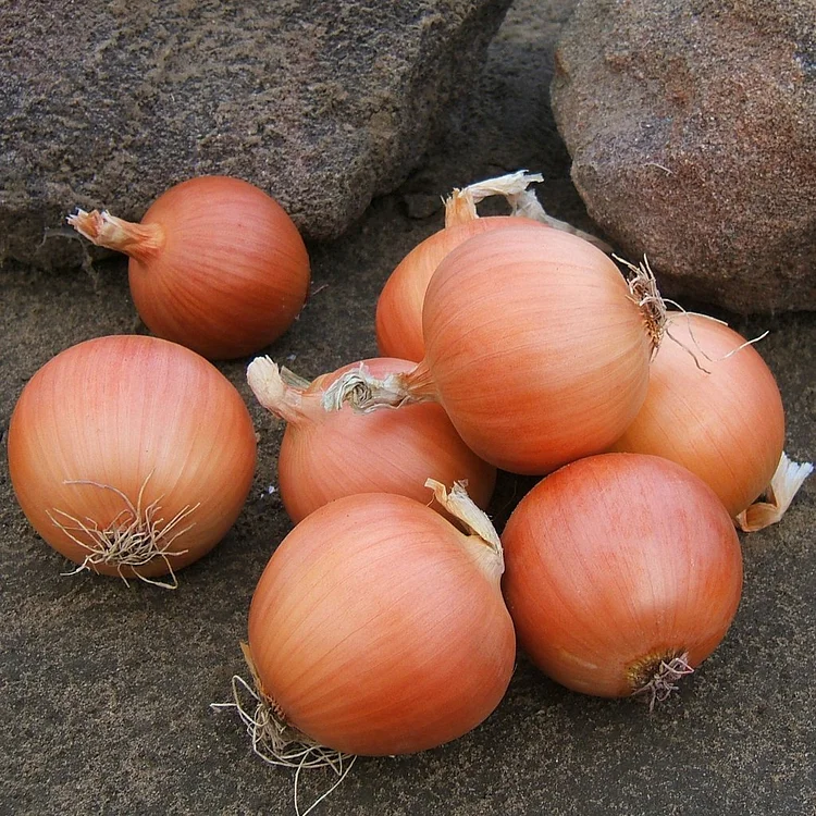 Onion Talon F1 Organic