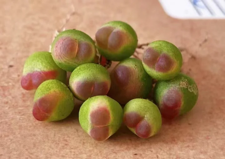 plant Aeonium Echeveria Haworthia  Caudex  Lithops Cactus  Agave 